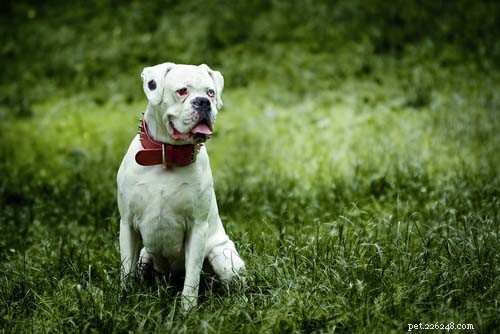 Top Big White Dog Breeds: Majestic, Fluffy, and Short‑Haired Companions