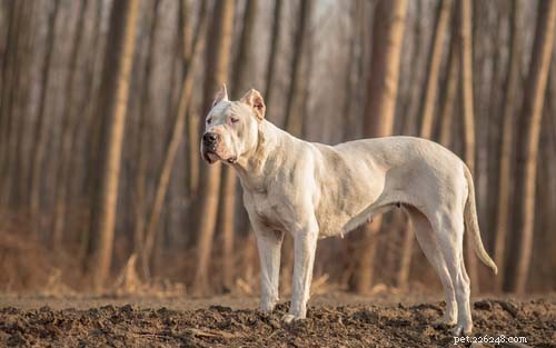 Top Big White Dog Breeds: Majestic, Fluffy, and Short‑Haired Companions