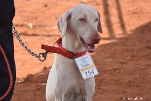 Top Big White Dog Breeds: Majestic, Fluffy, and Short‑Haired Companions