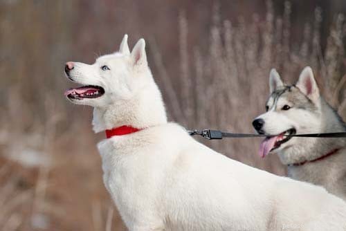 Top Big White Dog Breeds: Majestic, Fluffy, and Short‑Haired Companions