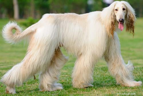 Top Big White Dog Breeds: Majestic, Fluffy, and Short‑Haired Companions