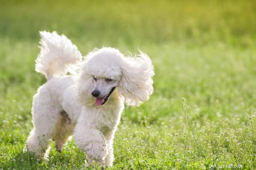 Top Big White Dog Breeds: Majestic, Fluffy, and Short‑Haired Companions