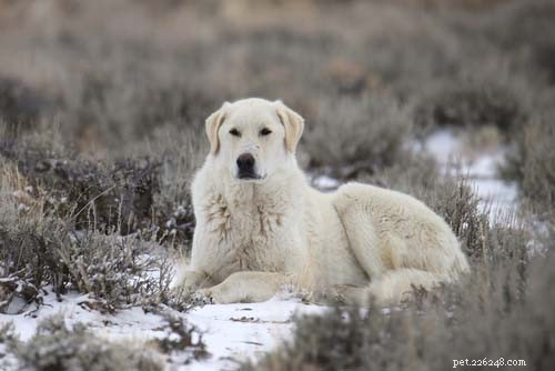 Top Big White Dog Breeds: Majestic, Fluffy, and Short‑Haired Companions