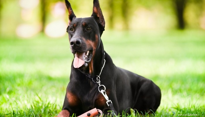 13 Dog Breeds Most Often Banned in the U.S.: What You Need to Know