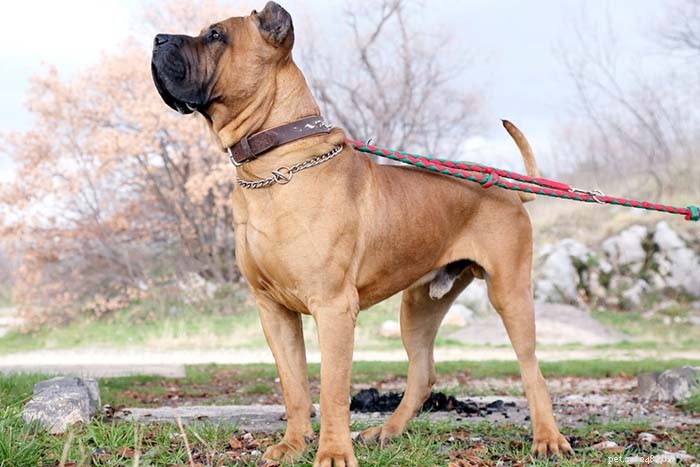 13 Dog Breeds Most Often Banned in the U.S.: What You Need to Know