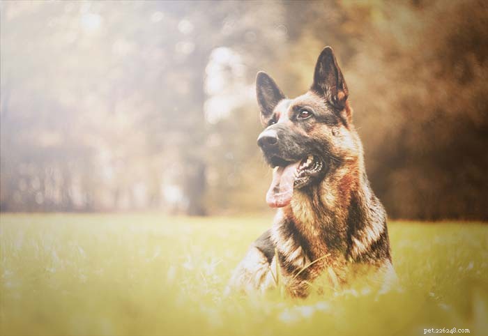 13 Dog Breeds Most Often Banned in the U.S.: What You Need to Know