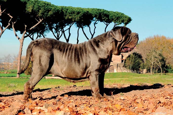 13 Dog Breeds Most Often Banned in the U.S.: What You Need to Know