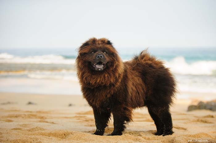 13 Dog Breeds Most Often Banned in the U.S.: What You Need to Know