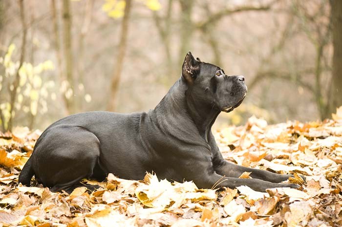 13 Dog Breeds Most Often Banned in the U.S.: What You Need to Know