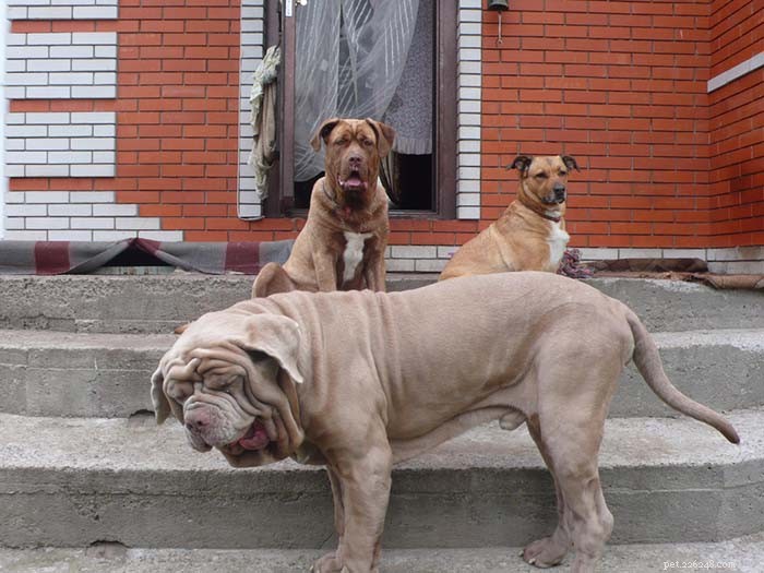 13 Dog Breeds Most Often Banned in the U.S.: What You Need to Know