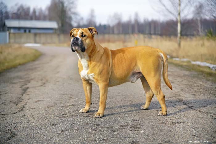 13 Dog Breeds Most Often Banned in the U.S.: What You Need to Know