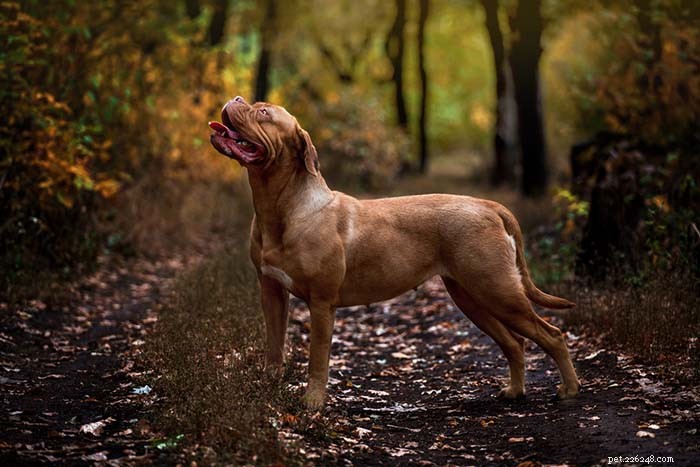 13 Dog Breeds Most Often Banned in the U.S.: What You Need to Know