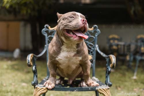 13 Dog Breeds Most Often Banned in the U.S.: What You Need to Know