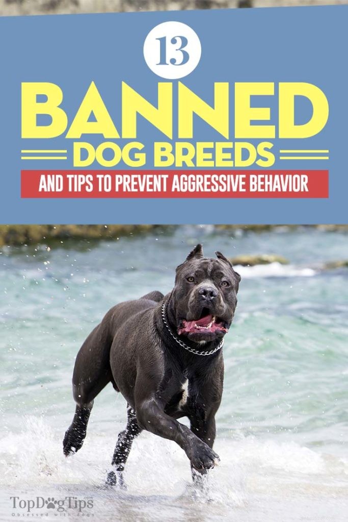 13 Dog Breeds Most Often Banned in the U.S.: What You Need to Know