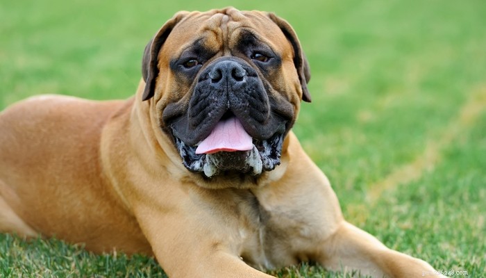 Top 14 Guard Dog Breeds for Ultimate Protection