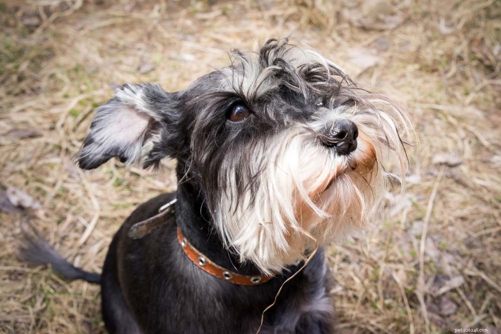 Top 14 Guard Dog Breeds for Ultimate Protection