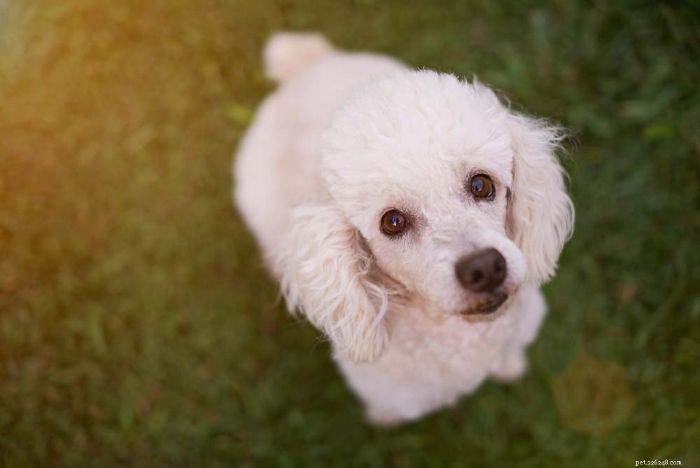 Top 14 Guard Dog Breeds for Ultimate Protection