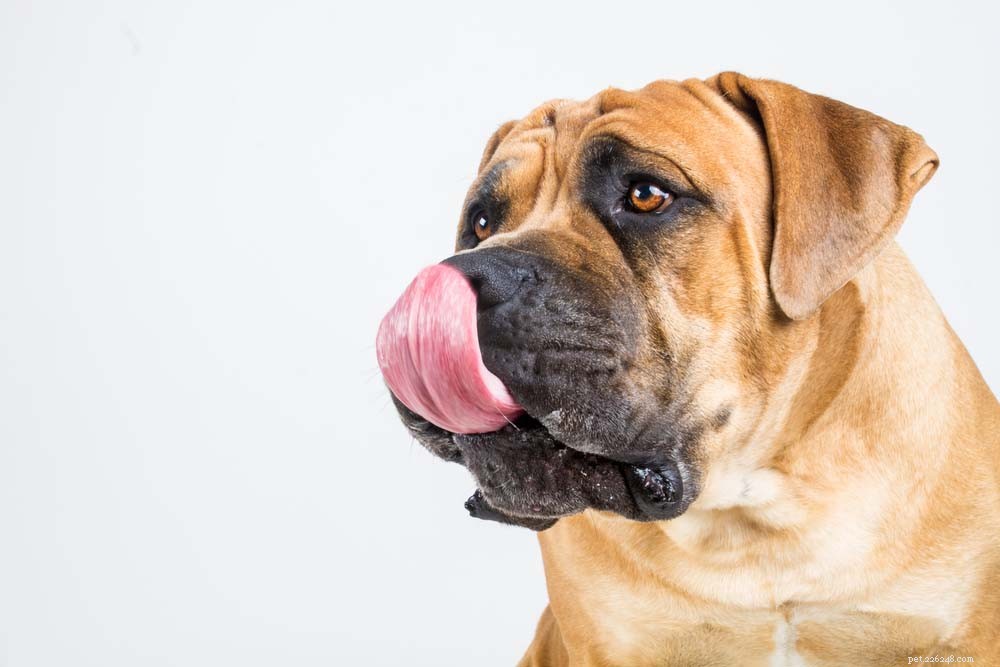 Top 14 Guard Dog Breeds for Ultimate Protection