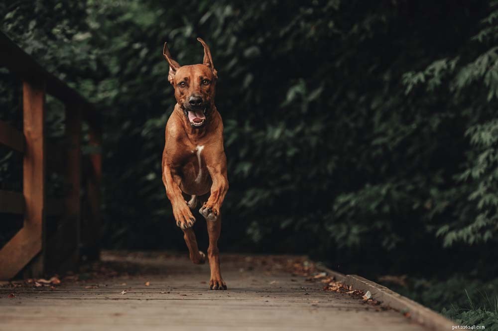 Top 14 Guard Dog Breeds for Ultimate Protection