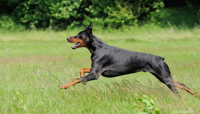Top 14 Guard Dog Breeds for Ultimate Protection
