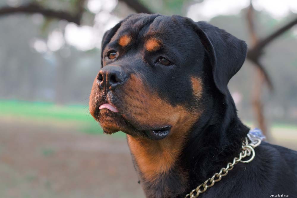 Top 14 Guard Dog Breeds for Ultimate Protection