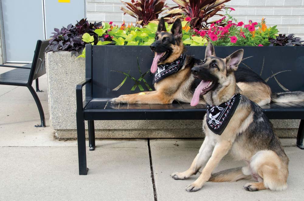 Top 14 Guard Dog Breeds for Ultimate Protection