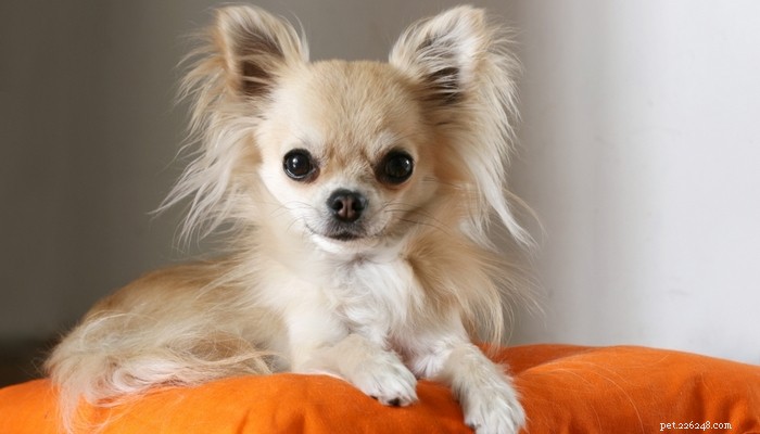 Top 14 Guard Dog Breeds for Ultimate Protection