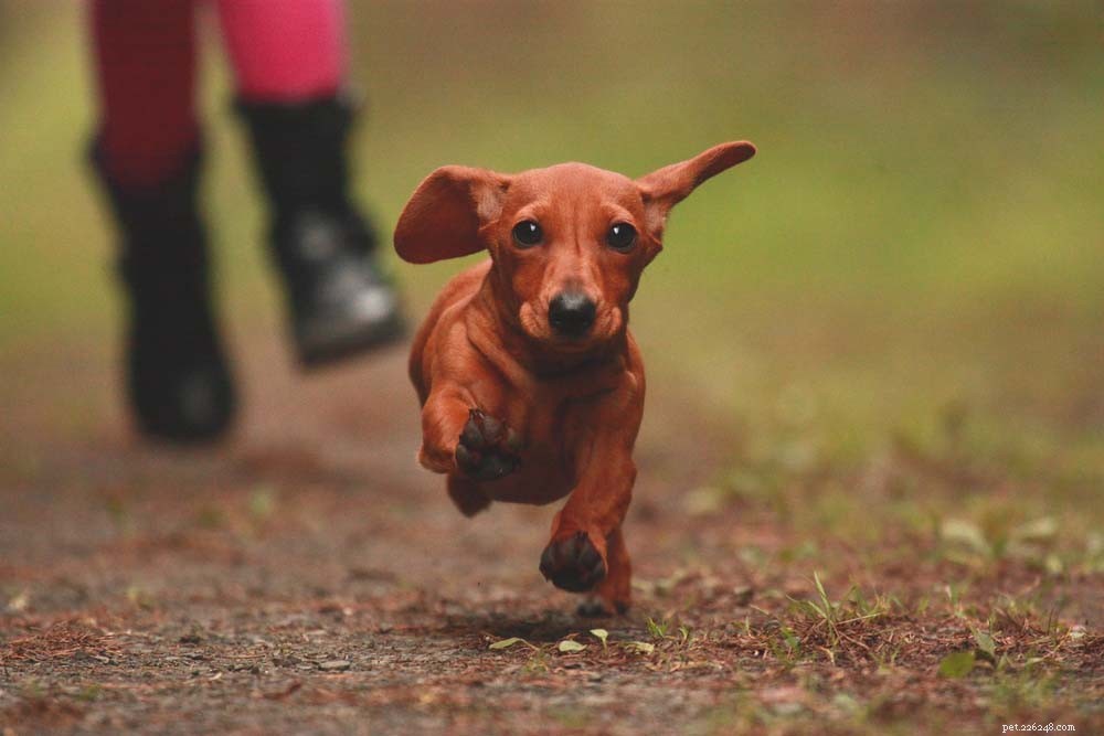Top 14 Guard Dog Breeds for Ultimate Protection