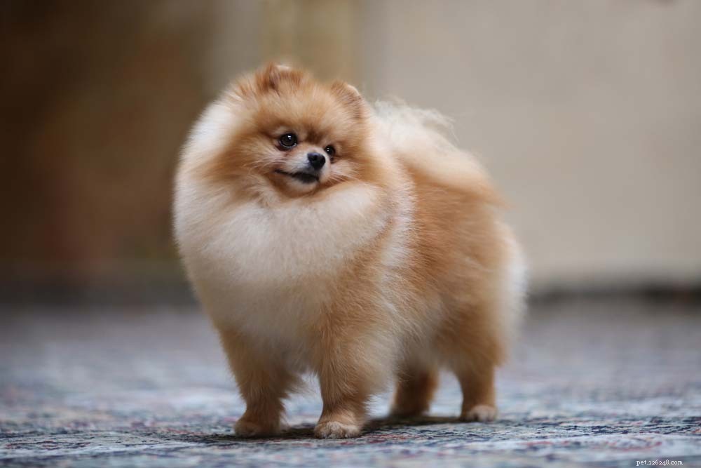Top 14 Guard Dog Breeds for Ultimate Protection