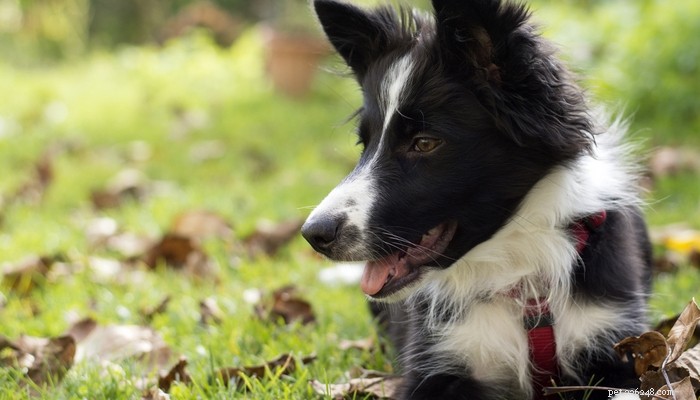 25 Highly Intelligent Dog Breeds: Easy to Train and Adaptable