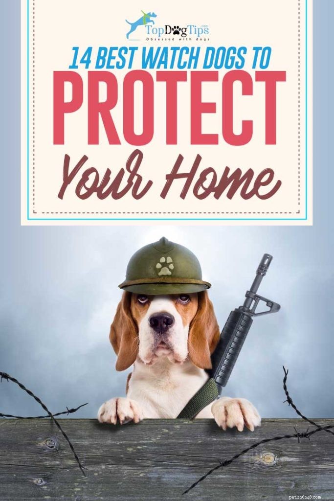 Top 14 Guard Dog Breeds for Ultimate Protection