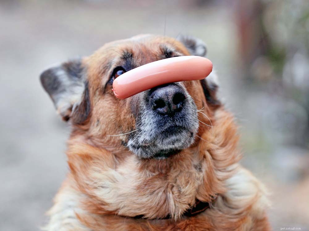 25 Highly Intelligent Dog Breeds: Easy to Train and Adaptable