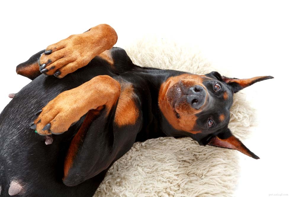25 Highly Intelligent Dog Breeds: Easy to Train and Adaptable