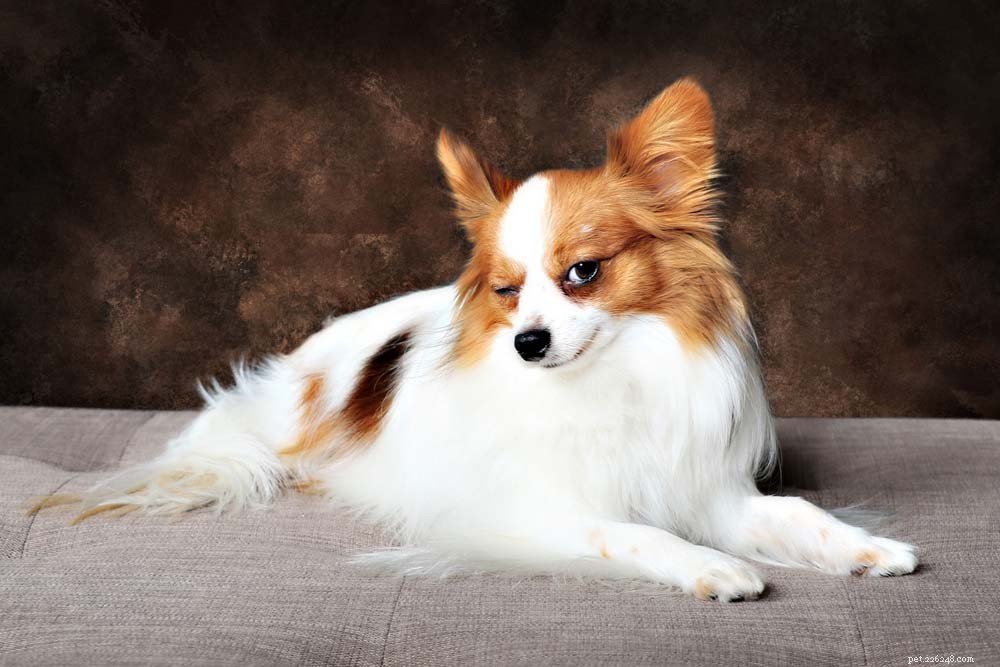 25 Highly Intelligent Dog Breeds: Easy to Train and Adaptable