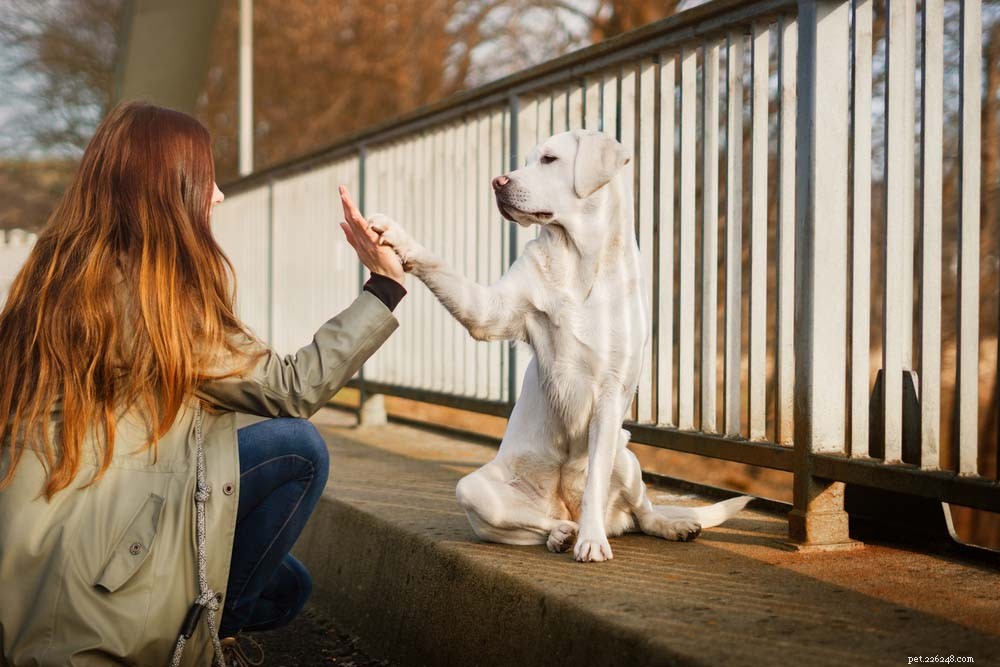 25 Highly Intelligent Dog Breeds: Easy to Train and Adaptable