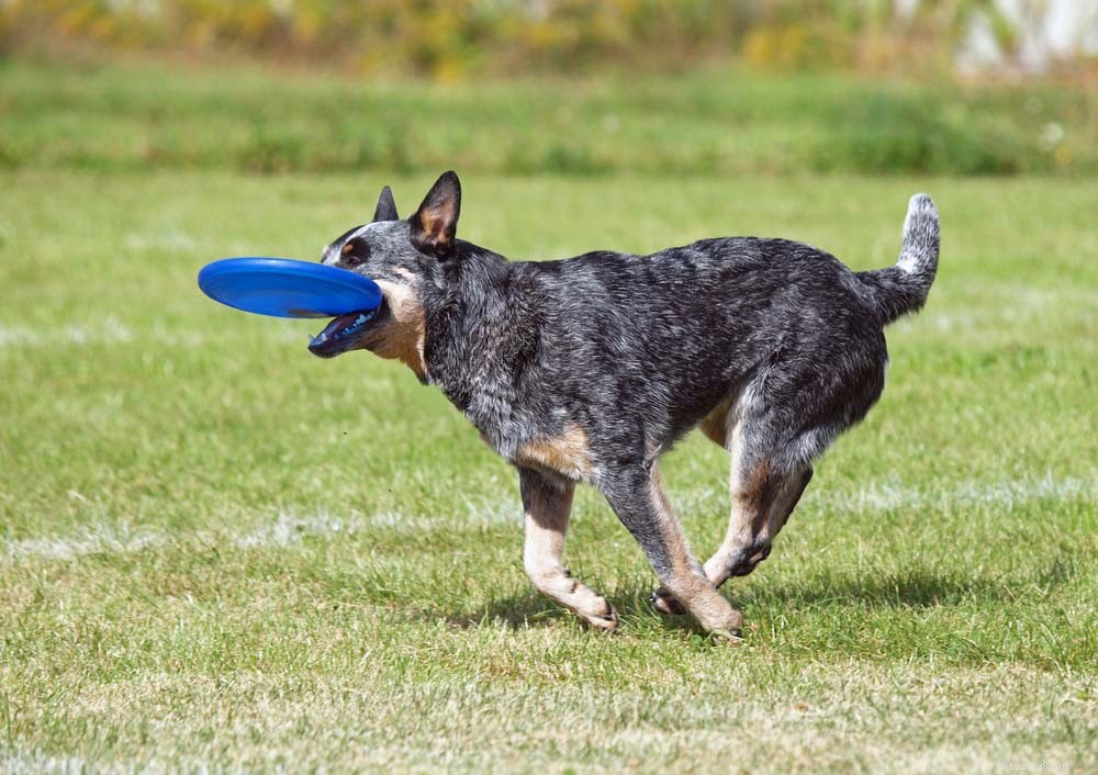 25 Highly Intelligent Dog Breeds: Easy to Train and Adaptable