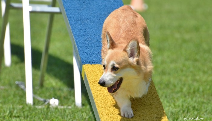 25 Highly Intelligent Dog Breeds: Easy to Train and Adaptable
