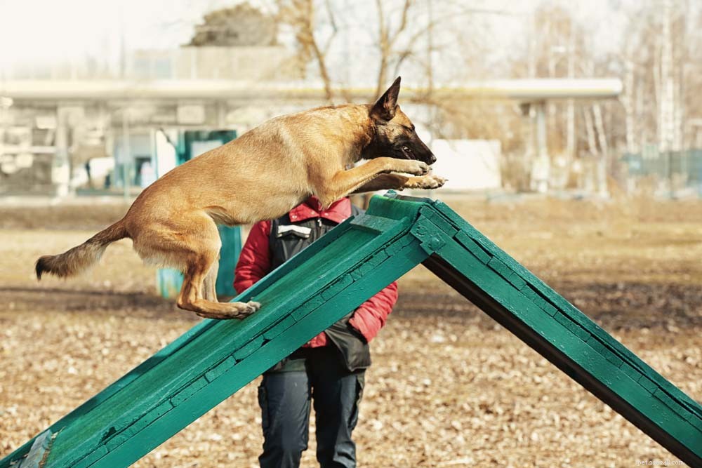 25 Highly Intelligent Dog Breeds: Easy to Train and Adaptable