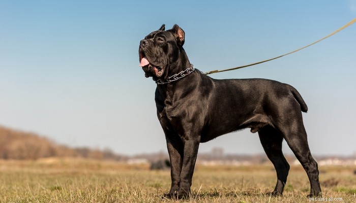 25 Highly Intelligent Dog Breeds: Easy to Train and Adaptable