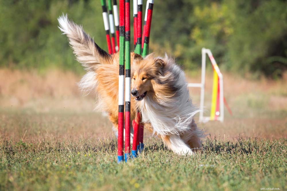 25 Highly Intelligent Dog Breeds: Easy to Train and Adaptable