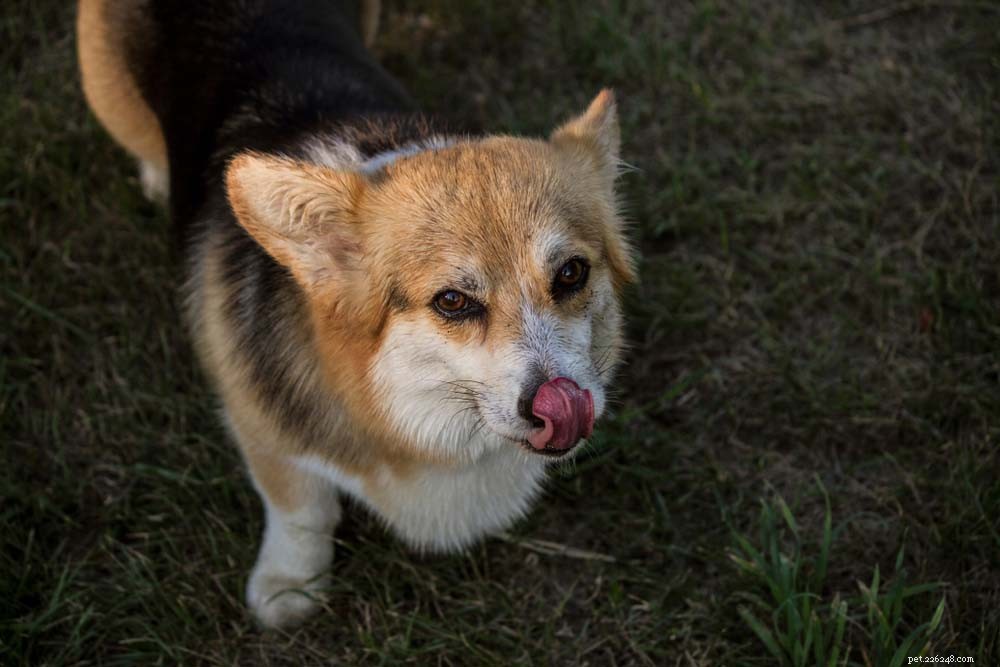 25 Highly Intelligent Dog Breeds: Easy to Train and Adaptable