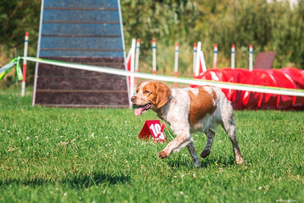 25 Highly Intelligent Dog Breeds: Easy to Train and Adaptable