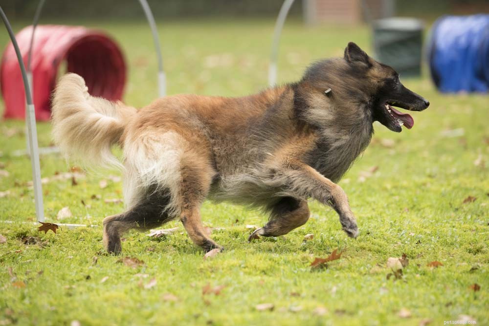25 Highly Intelligent Dog Breeds: Easy to Train and Adaptable