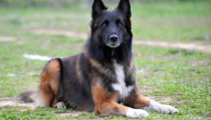 25 Highly Intelligent Dog Breeds: Easy to Train and Adaptable