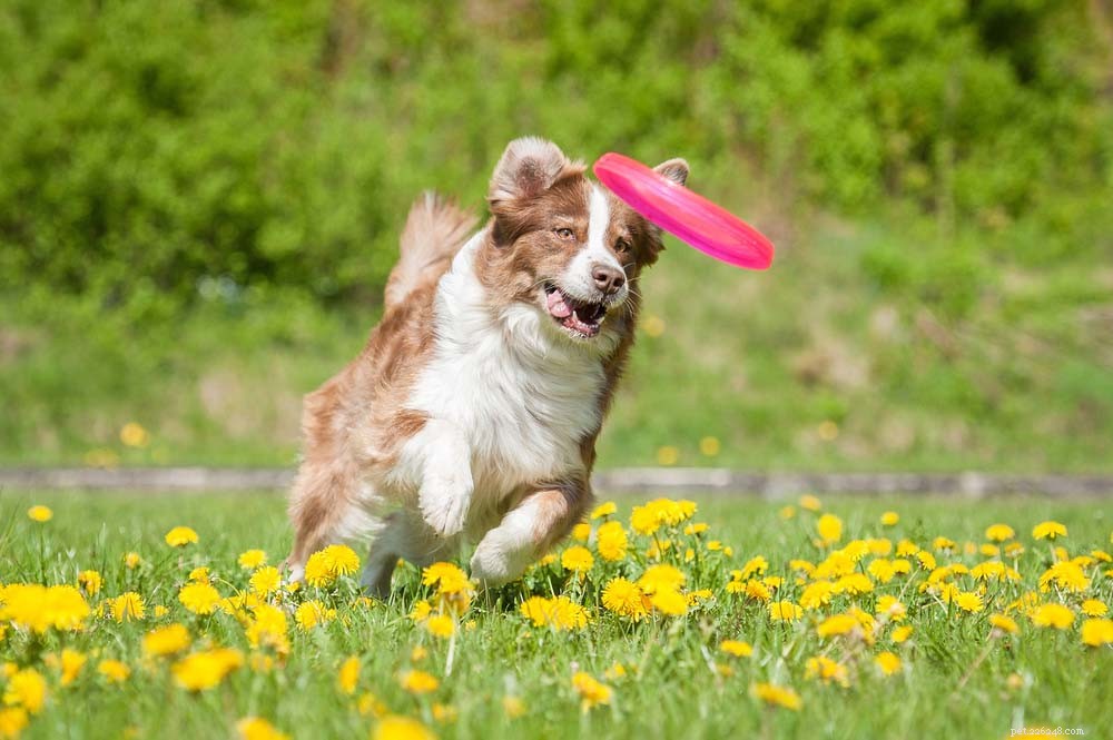 25 Highly Intelligent Dog Breeds: Easy to Train and Adaptable