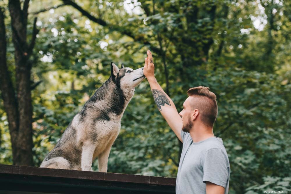 25 Highly Intelligent Dog Breeds: Easy to Train and Adaptable