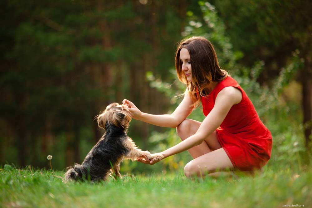 25 Highly Intelligent Dog Breeds: Easy to Train and Adaptable
