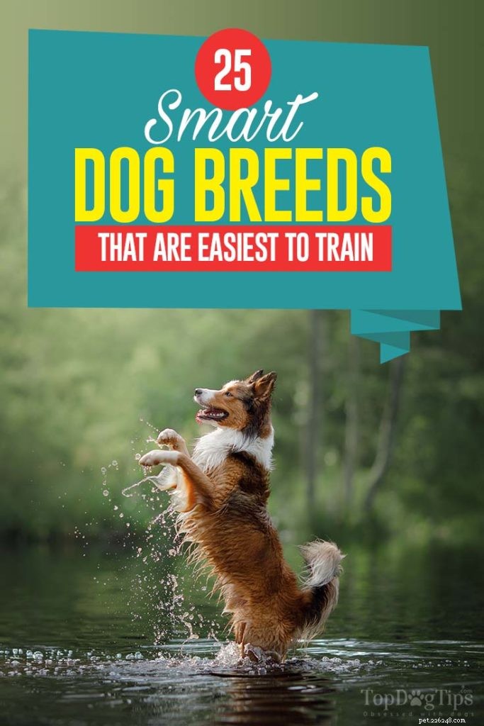 25 Highly Intelligent Dog Breeds: Easy to Train and Adaptable