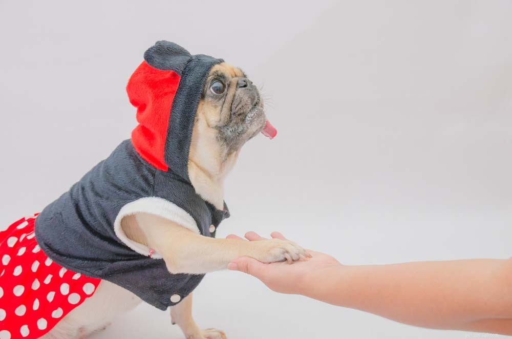 25 Highly Intelligent Dog Breeds: Easy to Train and Adaptable
