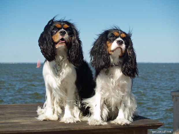Top 10 Dog Breeds Perfect for First-Time Owners